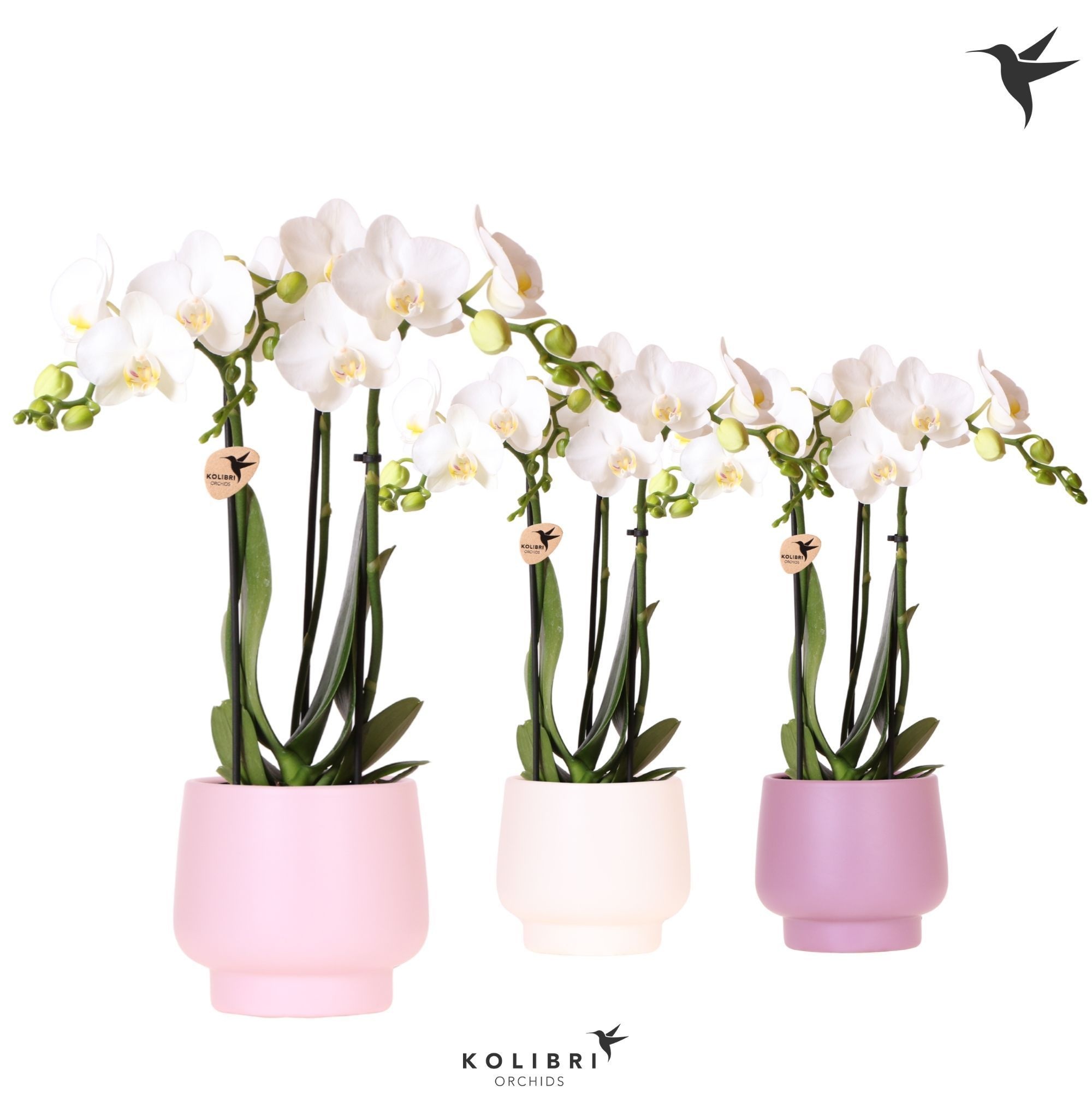Kolibri Orchids Phalaenopsis white 3 spike in Scandic pot mix, D 9