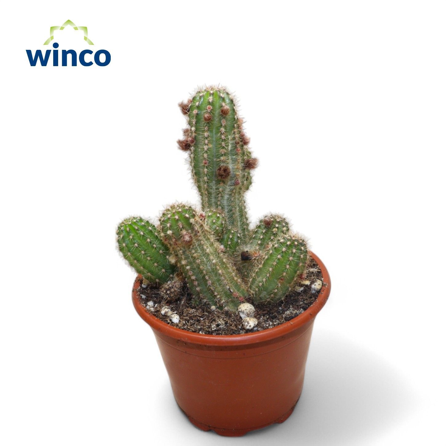 Chamaecereus Silvestrii, D 8,5 cm