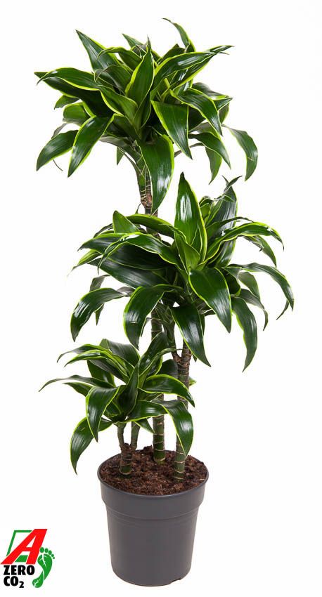 Dracaena Dorado 60-30-15, D 21