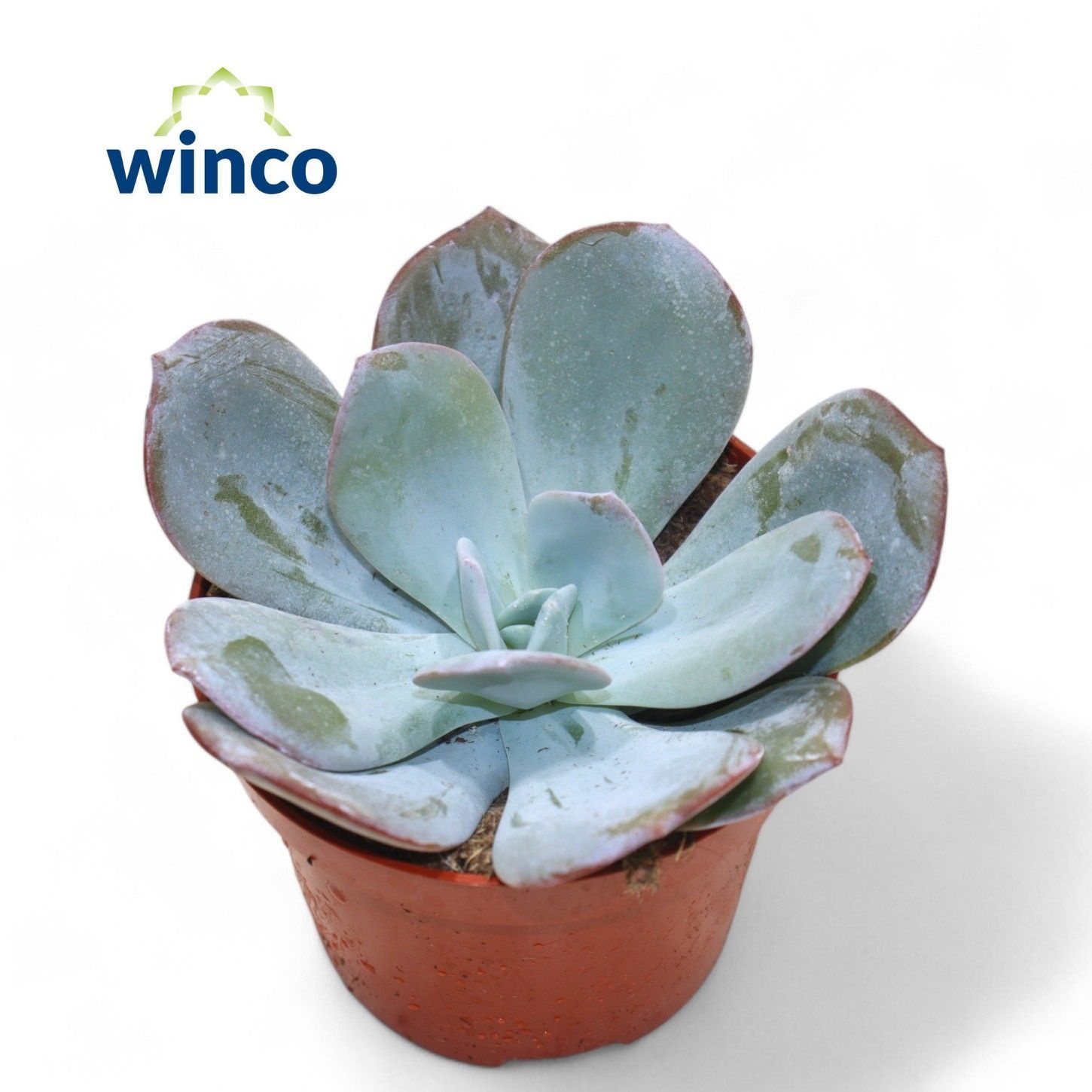 Echeveria Laui Hybride, D 10,5