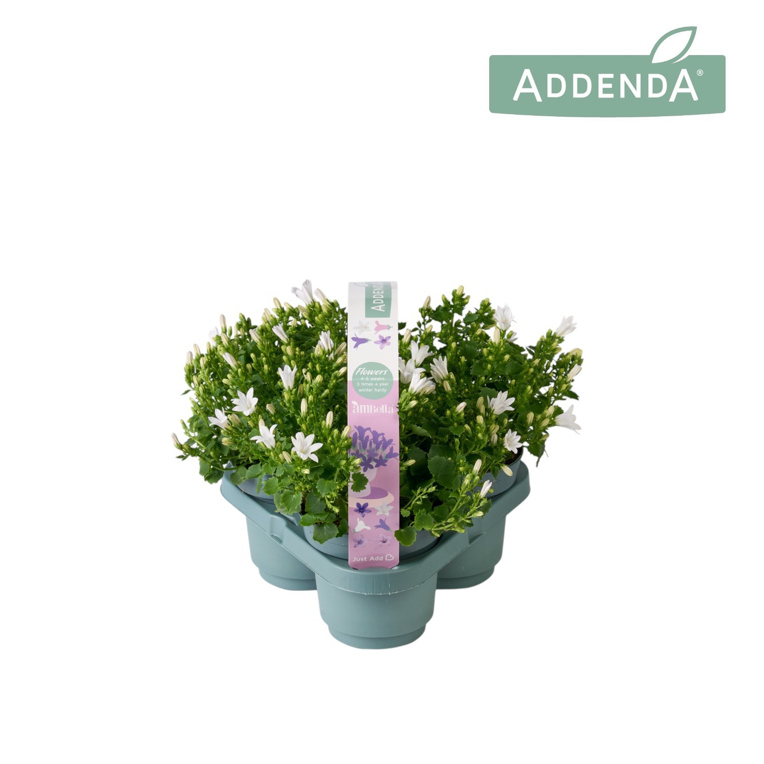 Campanula Ambella Intense White 3-Pack, D 10,5