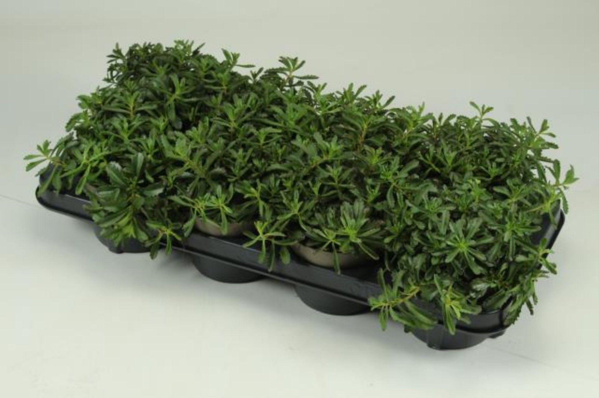 Sedum floriferum 'Weihenstephaner Gold', D 12