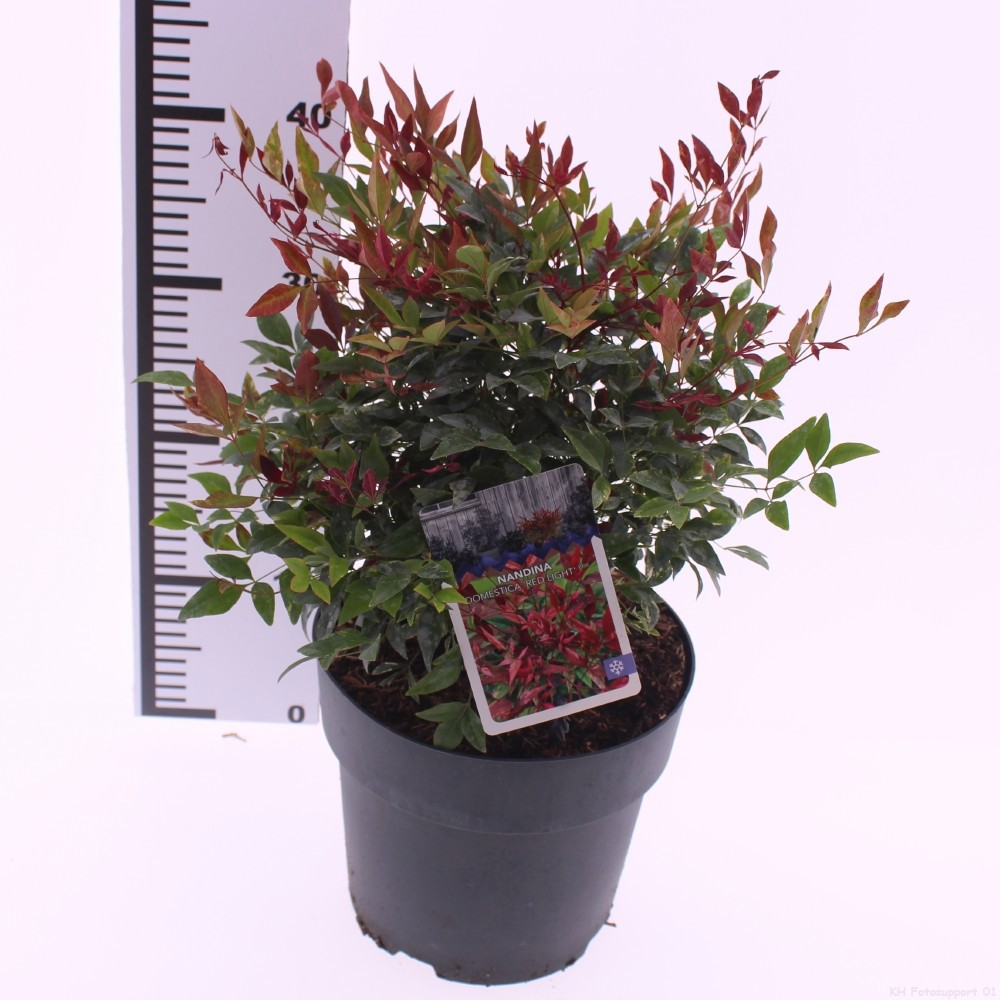 Nandina domestica 'Red Light', D 23