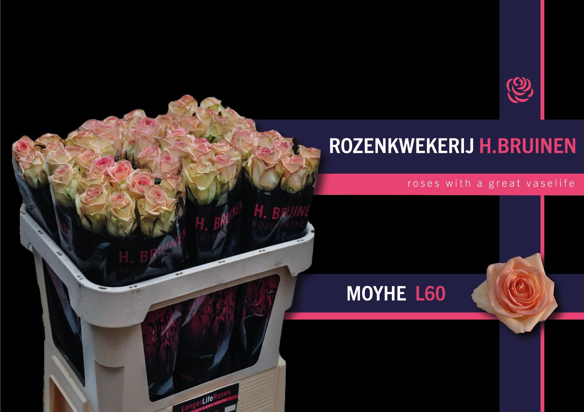 Роза од. Мое 70, шт.