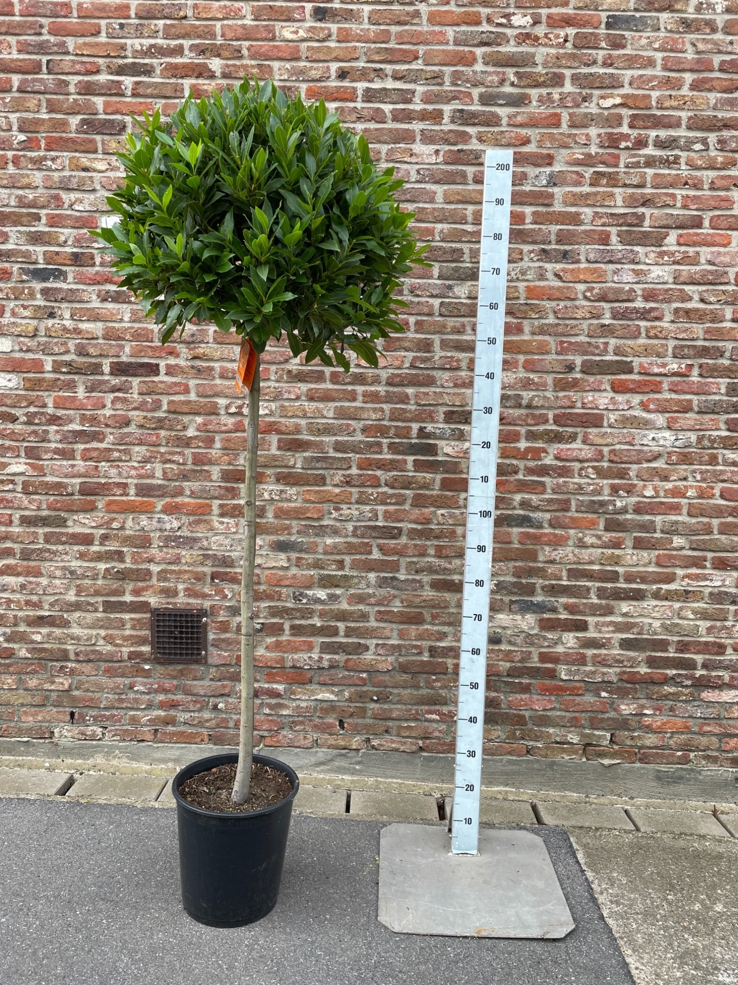 LAURUS NOBILIS BOL OP 5/4STAM 60/65 P 30, D 30