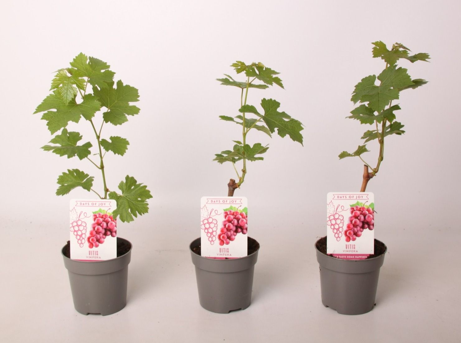 Vitis rood 10,5 cm, D 10,5