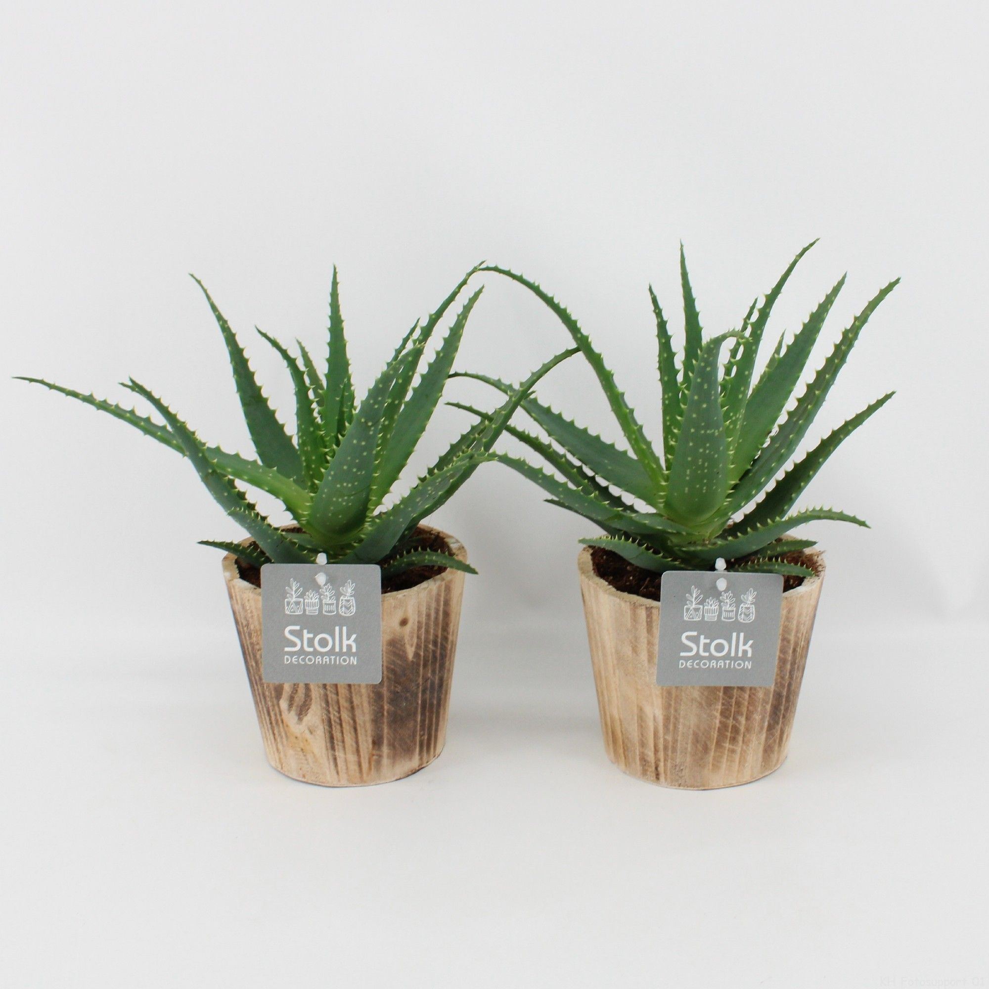Aloe Arborescens in Wood Bruin, D 13