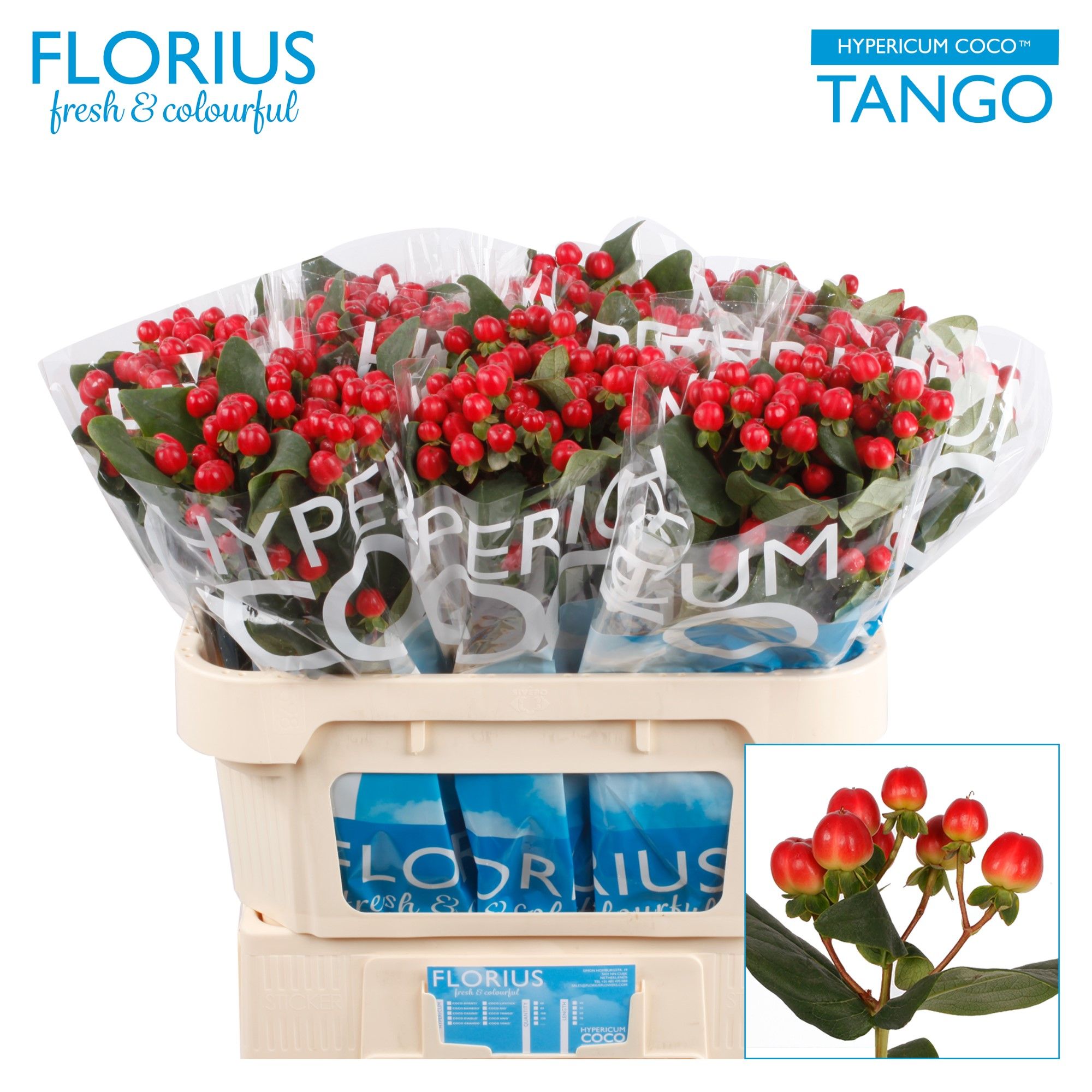 Гипперикум Коко Танго 70, шт.