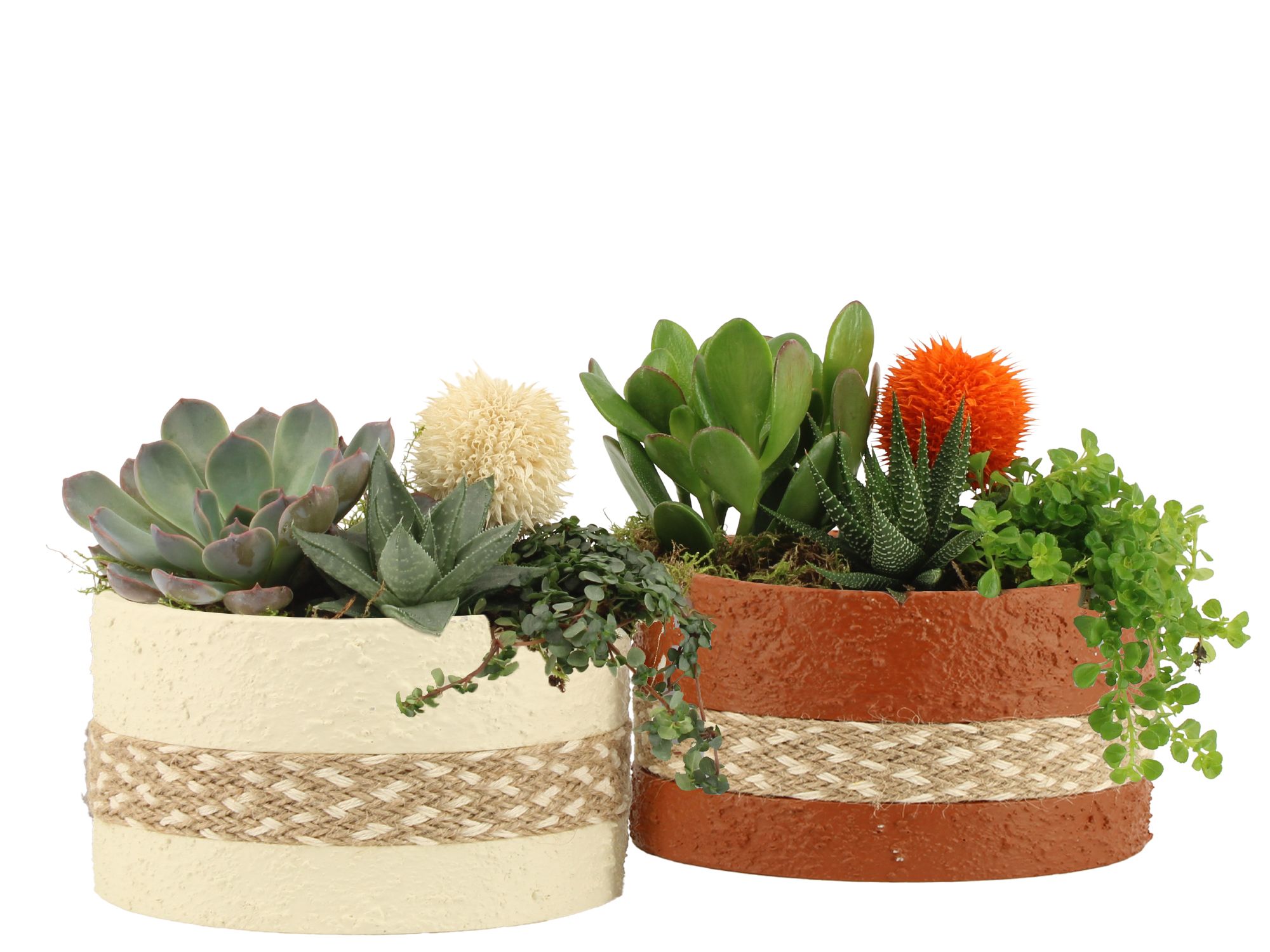41564: Treasure time arrangement, D 19 cm 41564: Treasure time arrangement, D 19 cm