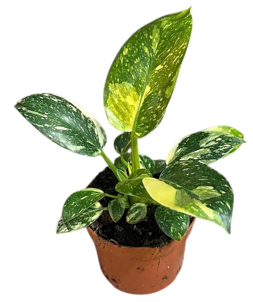 philodendron green congo hybrid, D 10,5
