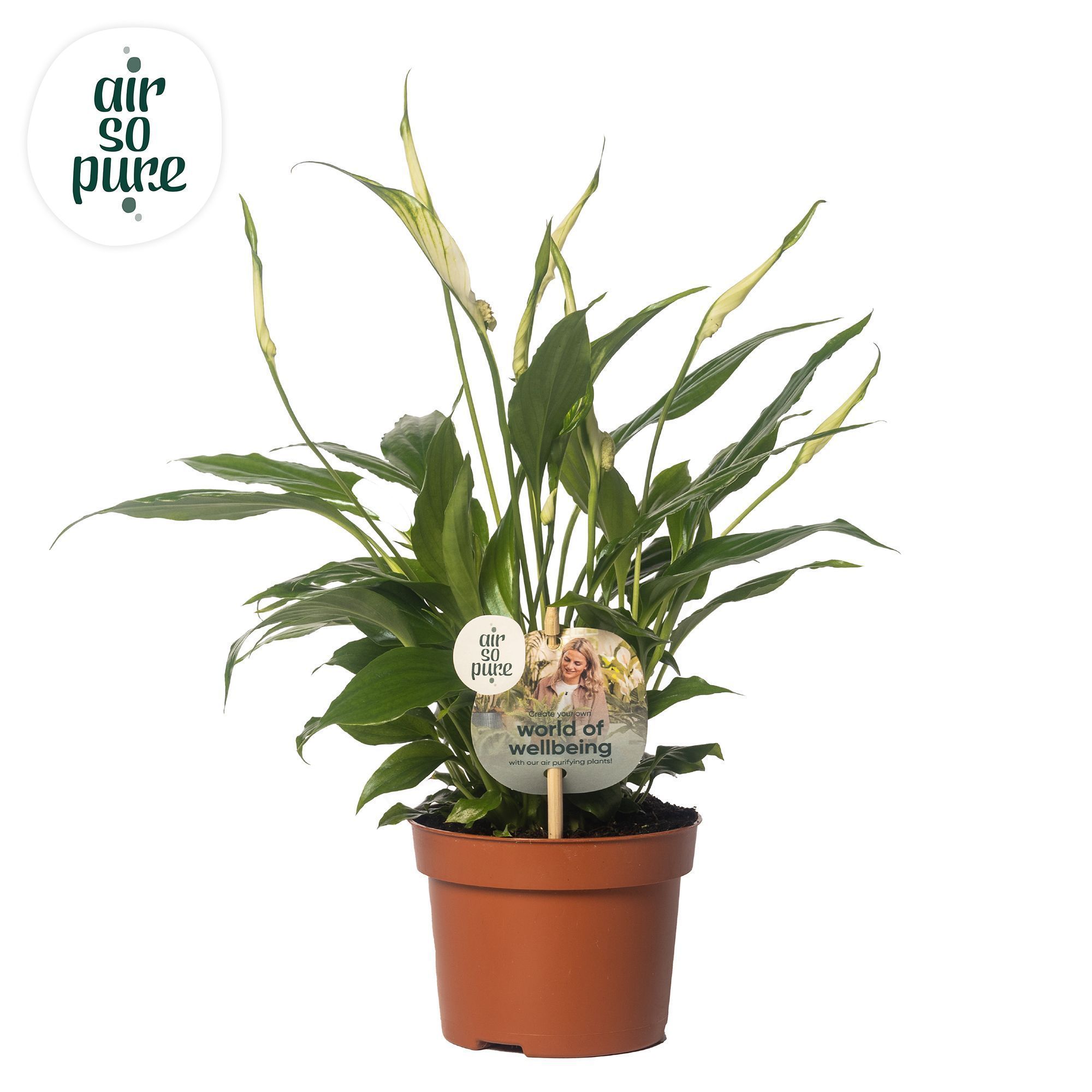 Spathiphyllum 10,5 cm Rondo Air so Pure - WOW etiket, D 10,5