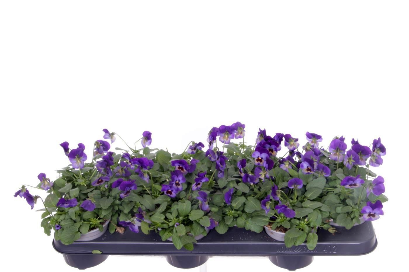 Viola cornuta Deltini Violet Blue, D 11