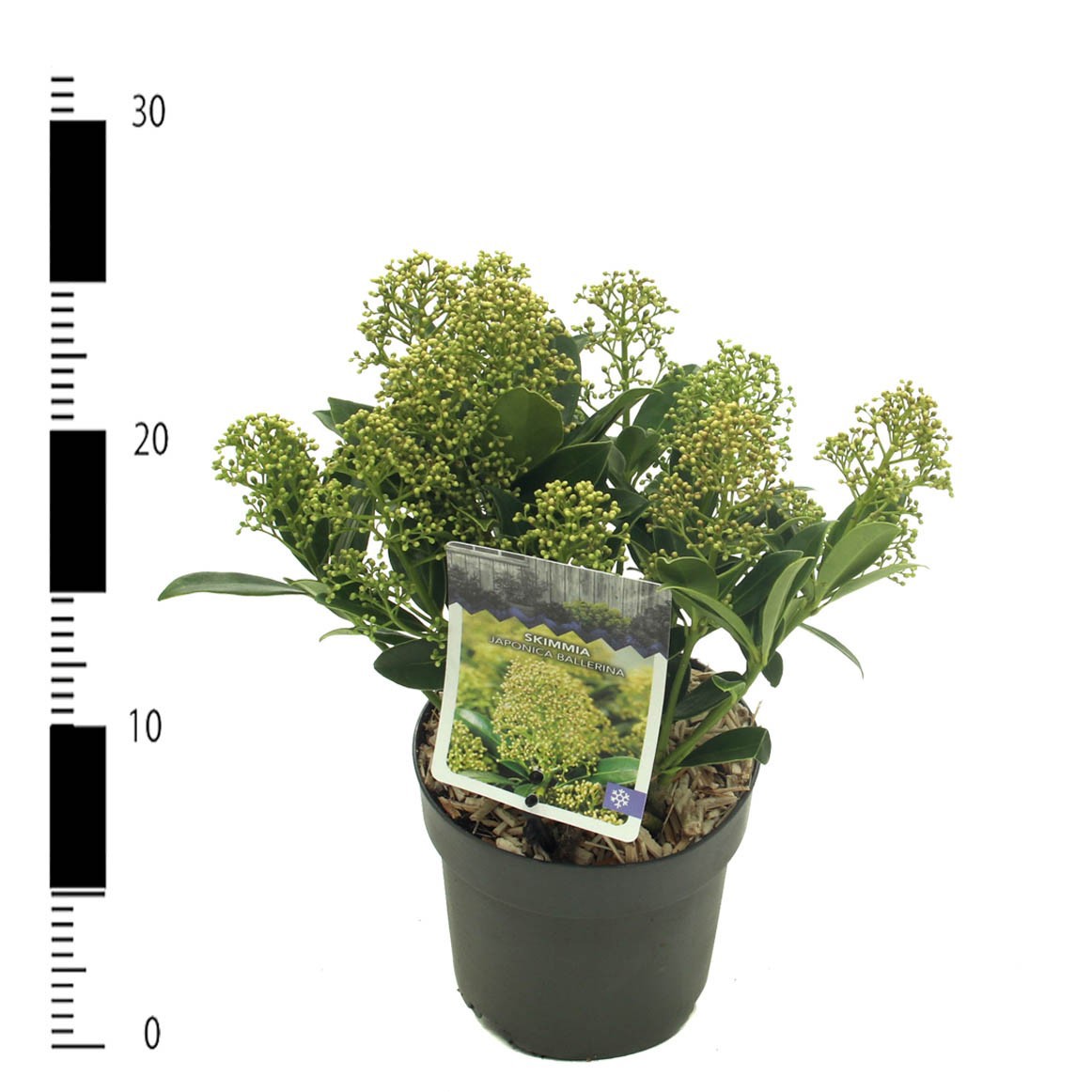 Skimmia japonica 'Ballerina', D 13