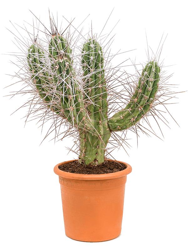 Stetsonia coryne, D 25 cm