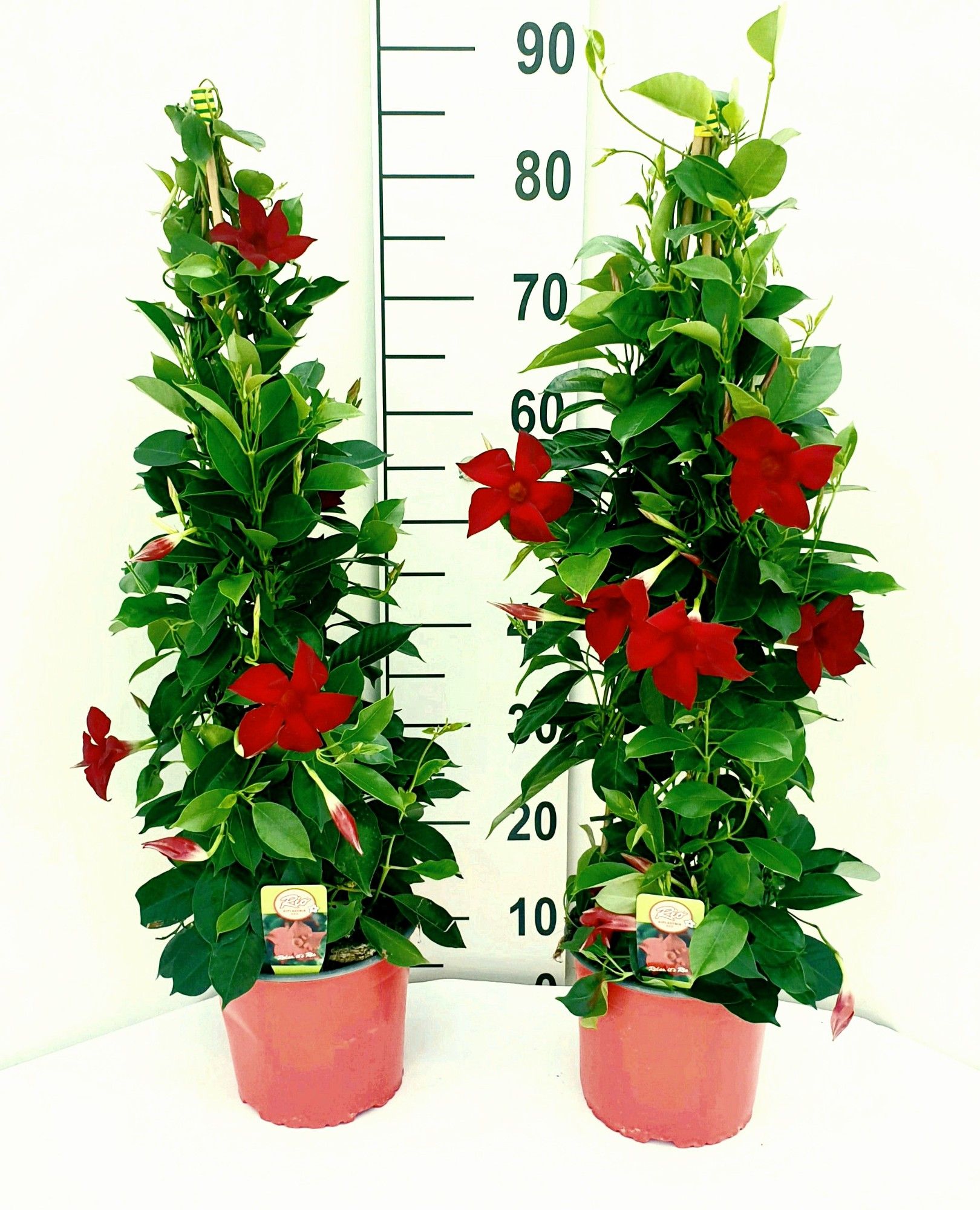 Deep Red 19 loose, D 19