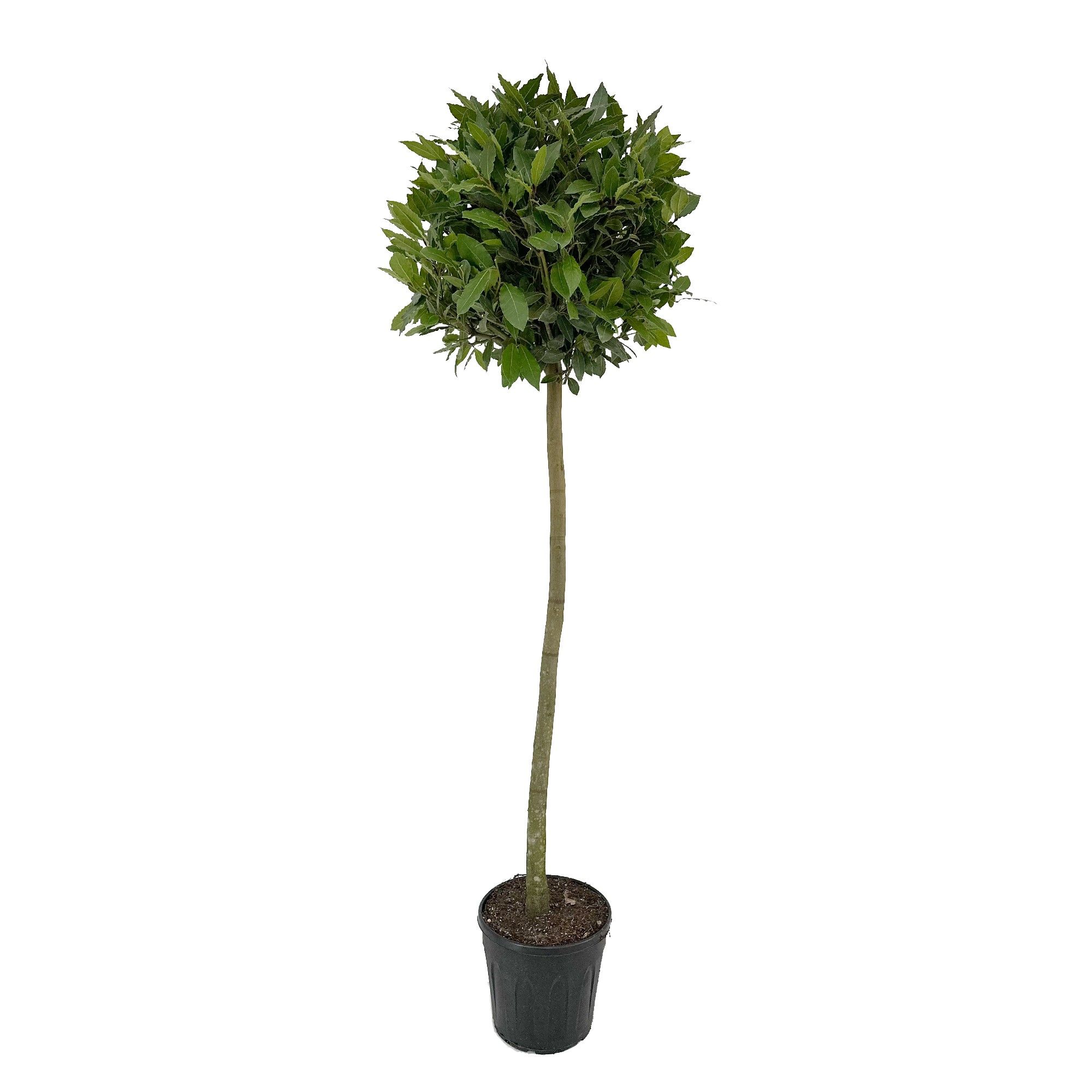 Laurus nobilis Bol op stam, D 25