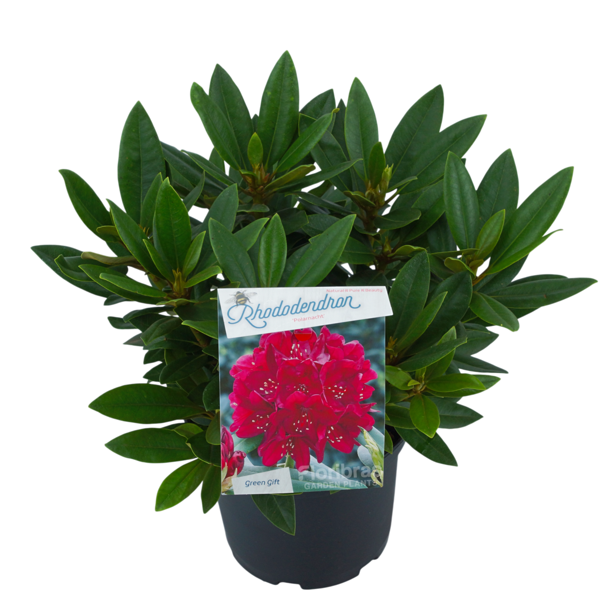 Rhodo. 'Polarnacht' dark purple, D 23