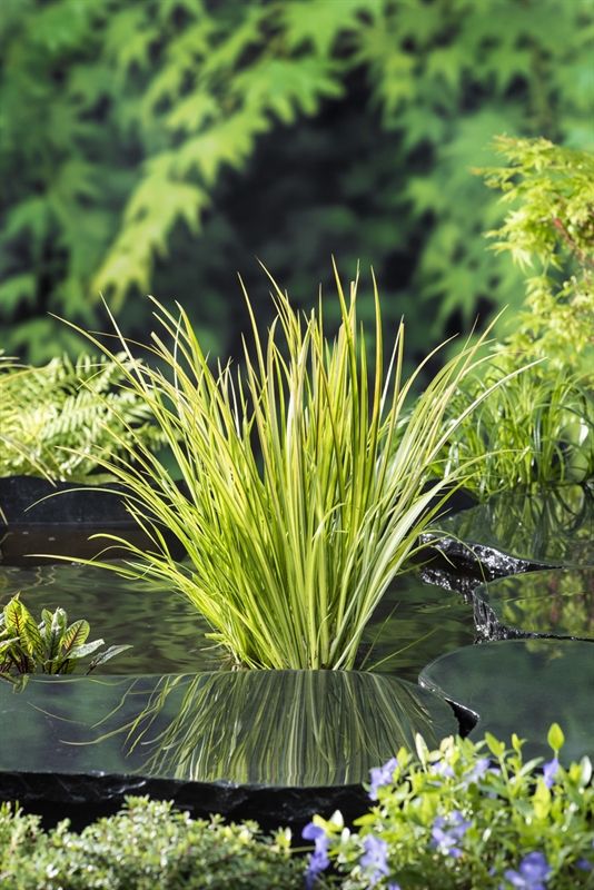 Acorus gramineus 'Ogon' (18x18), D 18