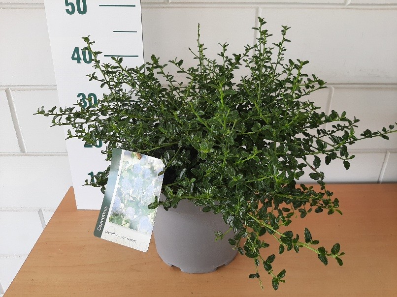 Ceanothus, D 26