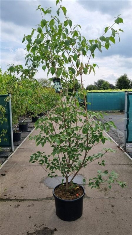Cornus k. 'China Girl', D 35