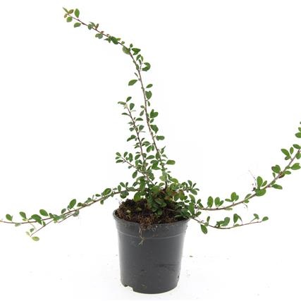 Cotoneaster radicans 'Eichholz', D 14 cm