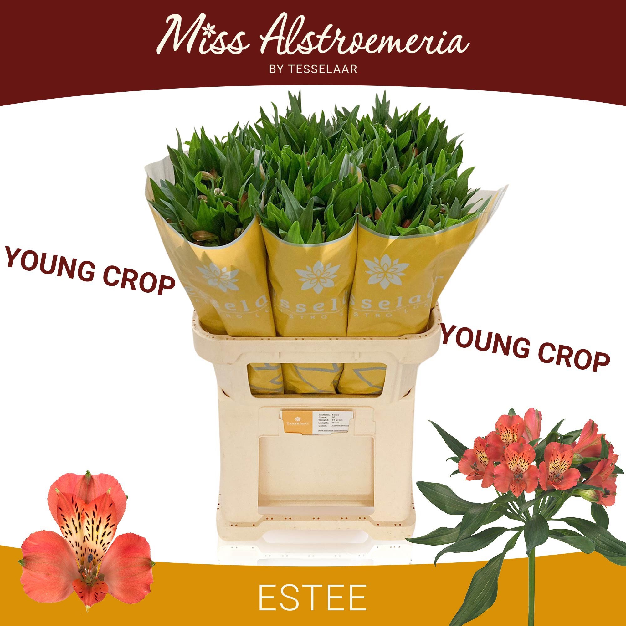 Альстромерия Эсти (оранж.), шт.