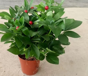 Шеффлера 14 30 (предзаказ)