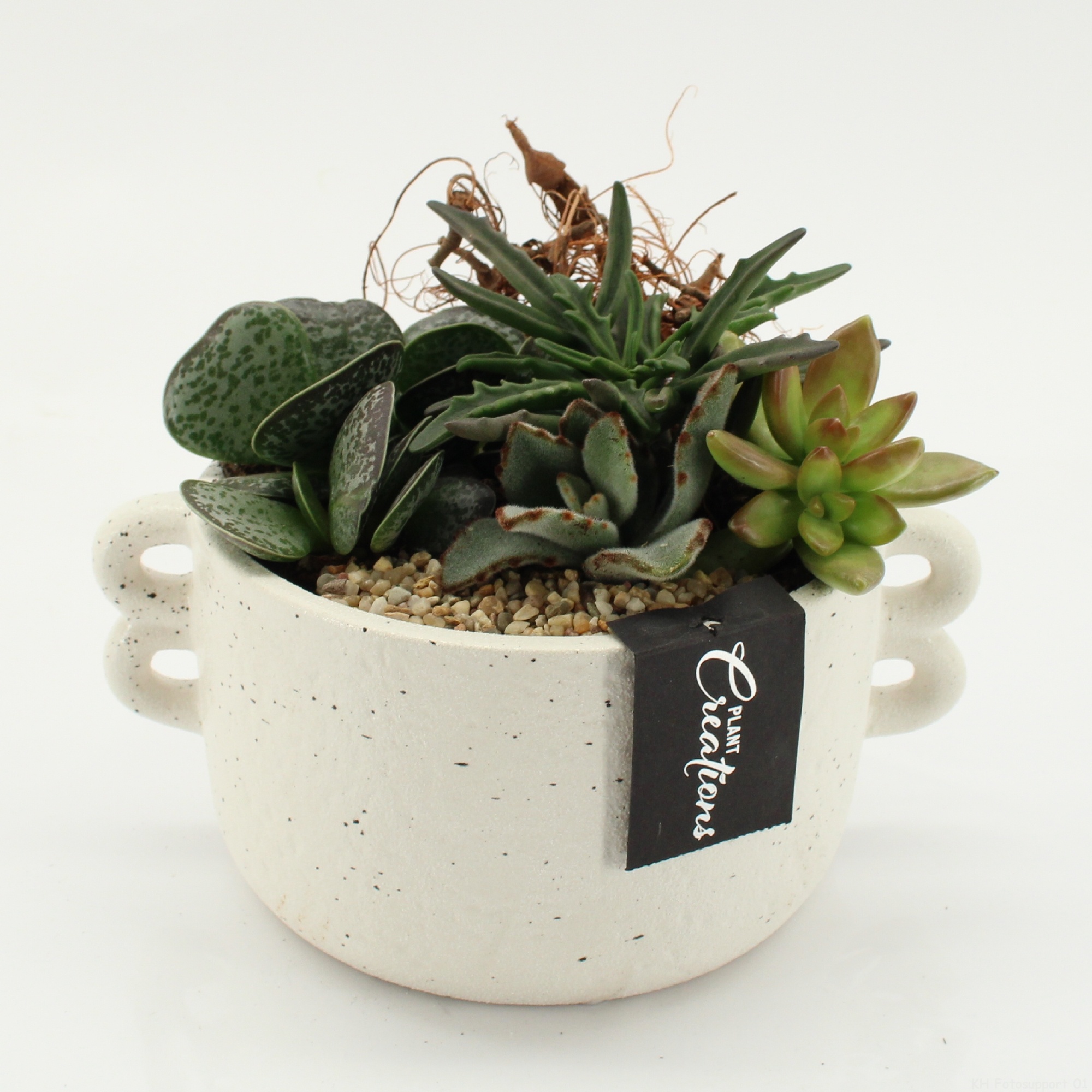 SUCR-2636 Succulent Essentials, D 20