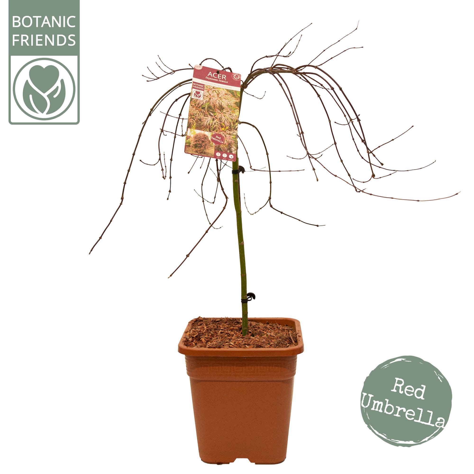 Acer palm. 'Cascade Crimson' VK14 laagstam, D 28