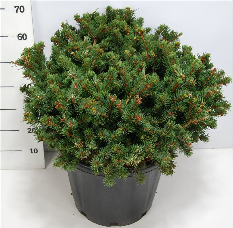 Picea pungens 'Lucky Strike', D 45 cm Picea pungens 'Lucky Strike', D 45 cm