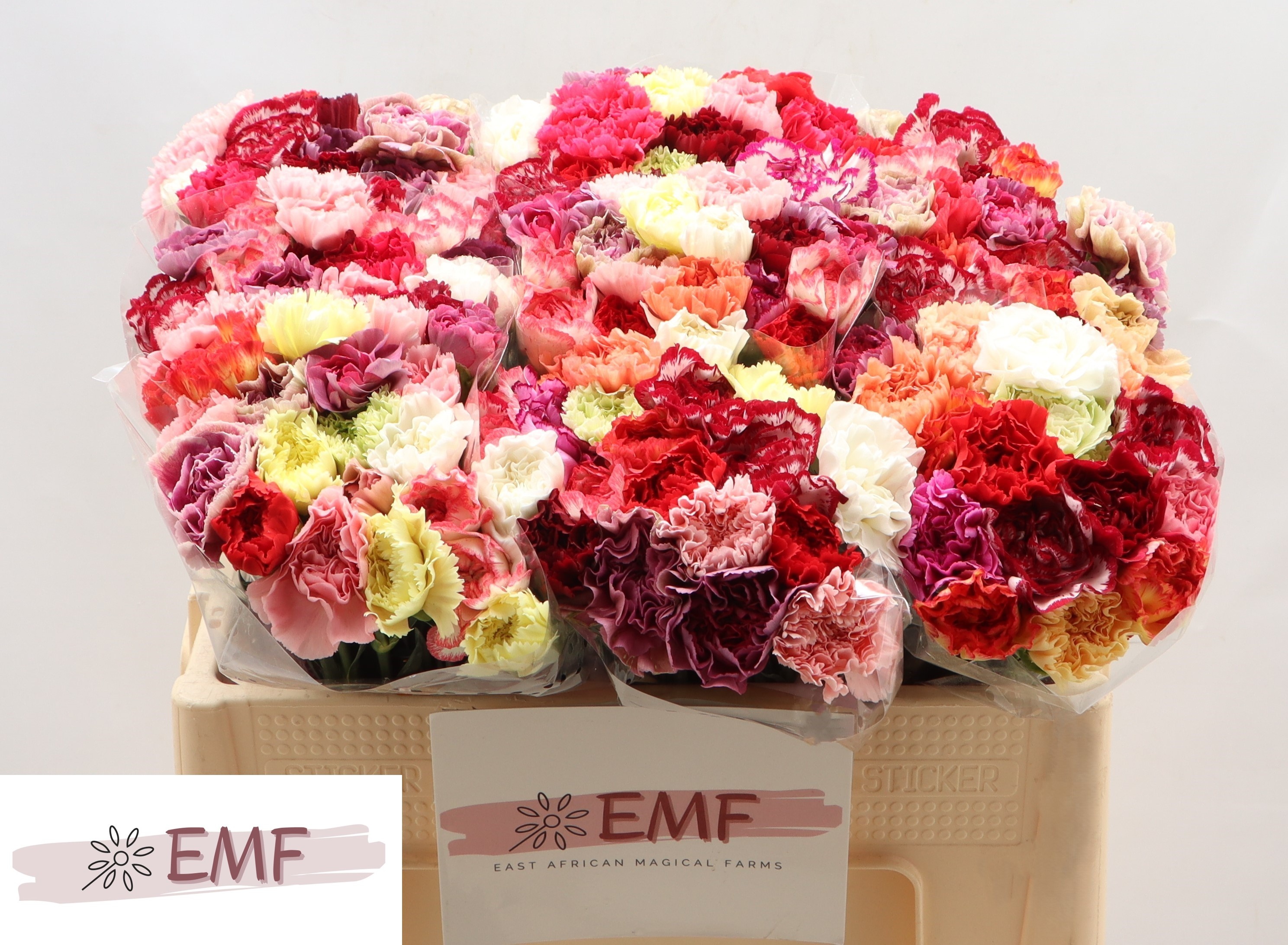 Диантус од. Микс в пачке, шт. Диантус од. Микс в пачке, шт.