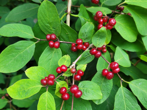 Lonicera xylosteum, D 23