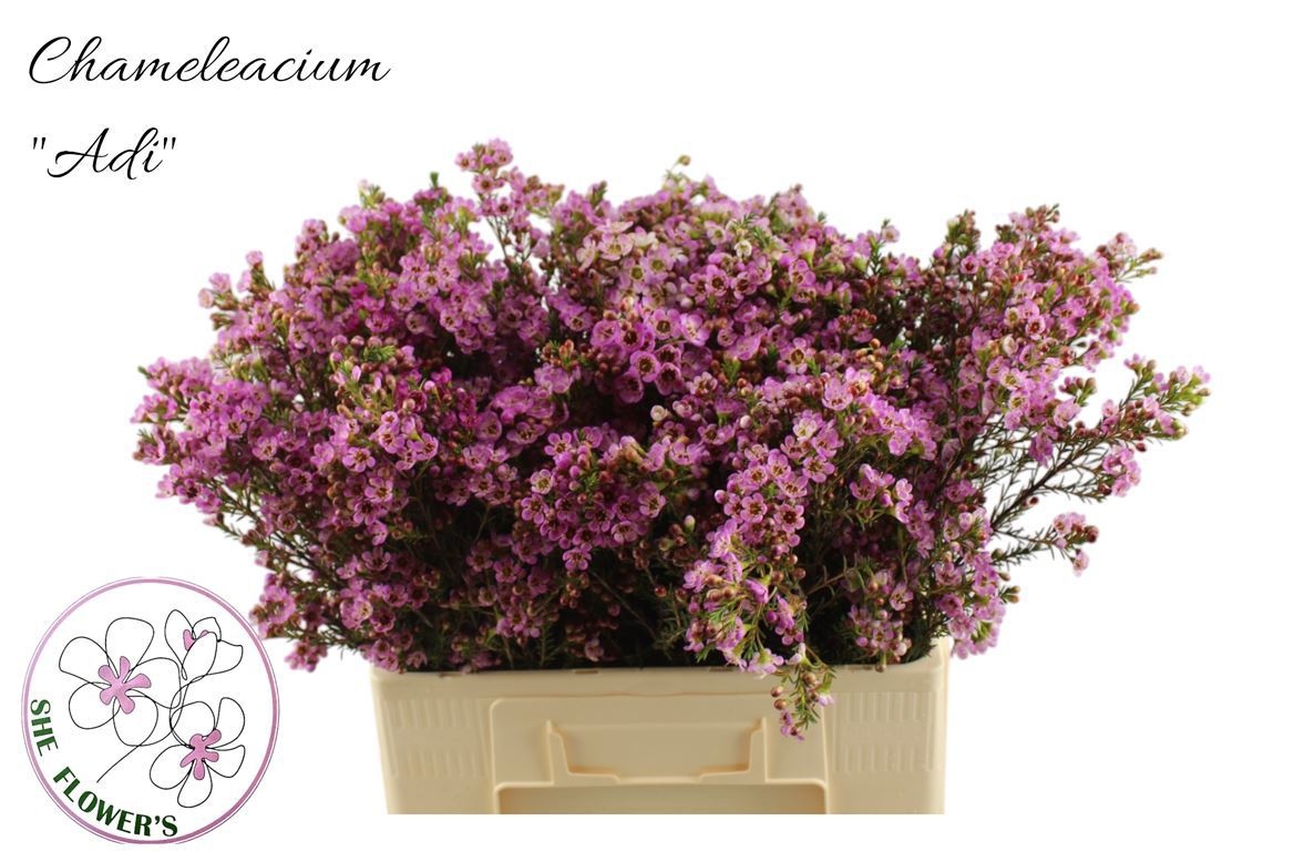 Шамелациум Ади 60 (роз.), шт.