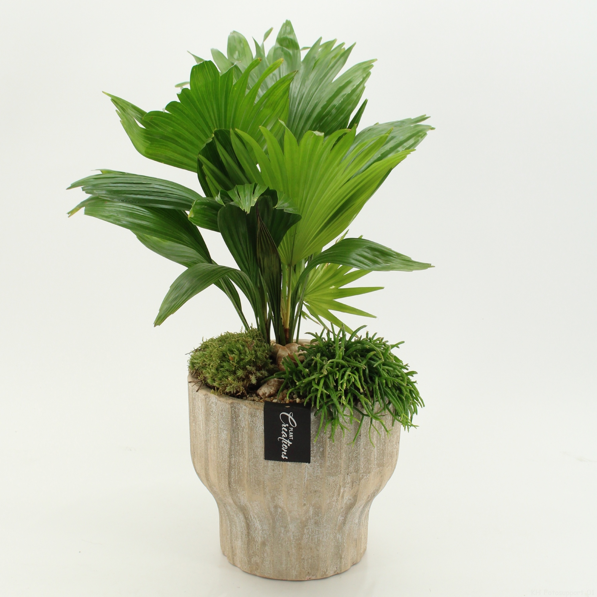 GRCR-2649 Green Essentials, D 20