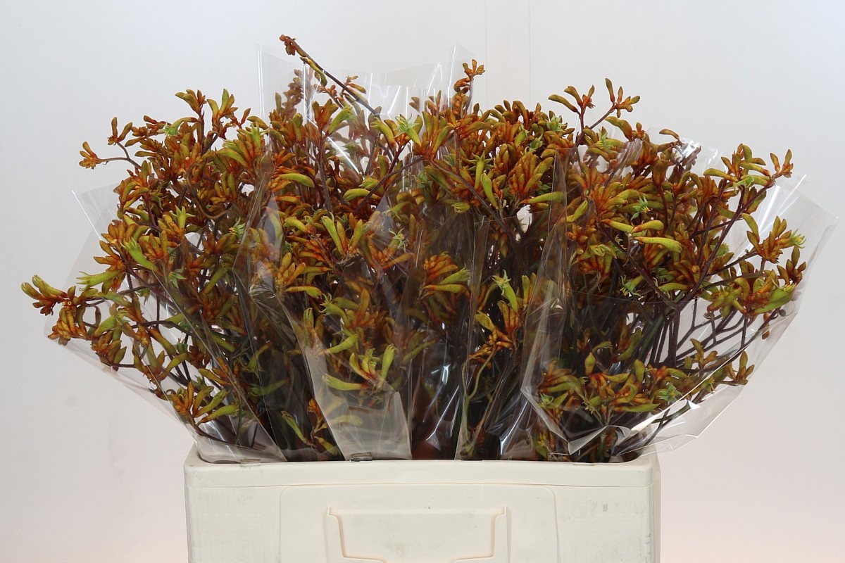 Анигозантус Баш Сансет 60, шт.