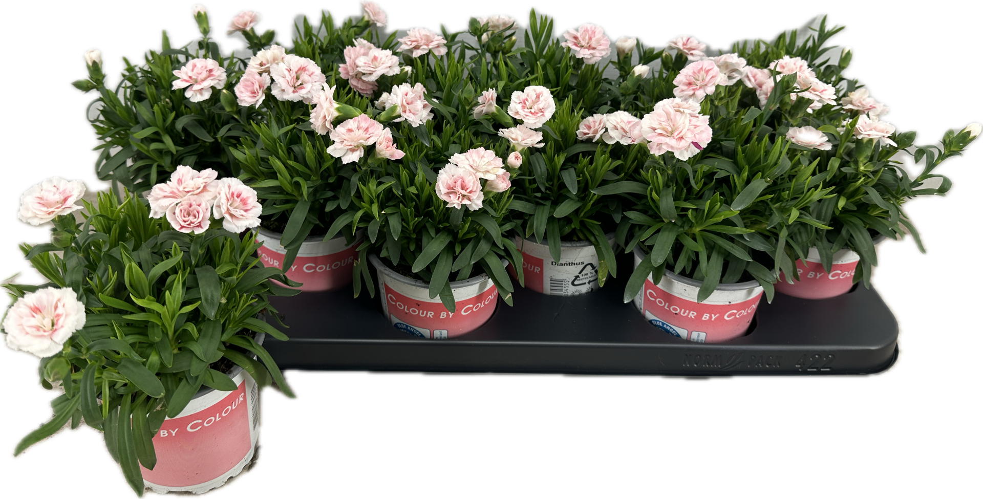 Dianthus Osc Pink Star, D 10,5