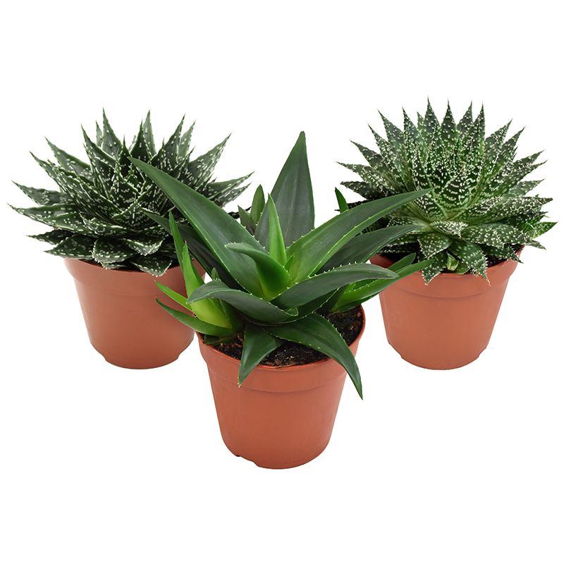 Aloe-Haworthia mix, D 12