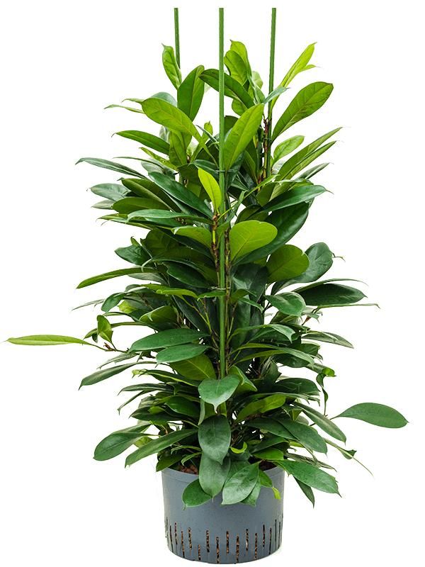 Ficus cyathistipula, D 28 cm