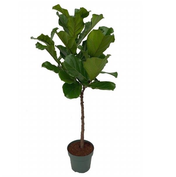 Ficus Lyrata op Stam, D 27
