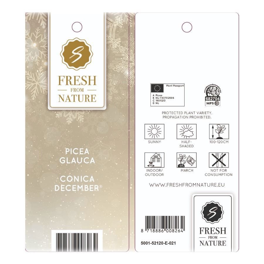 Picea gl. 'December'® P26 80/90, D 26 cm