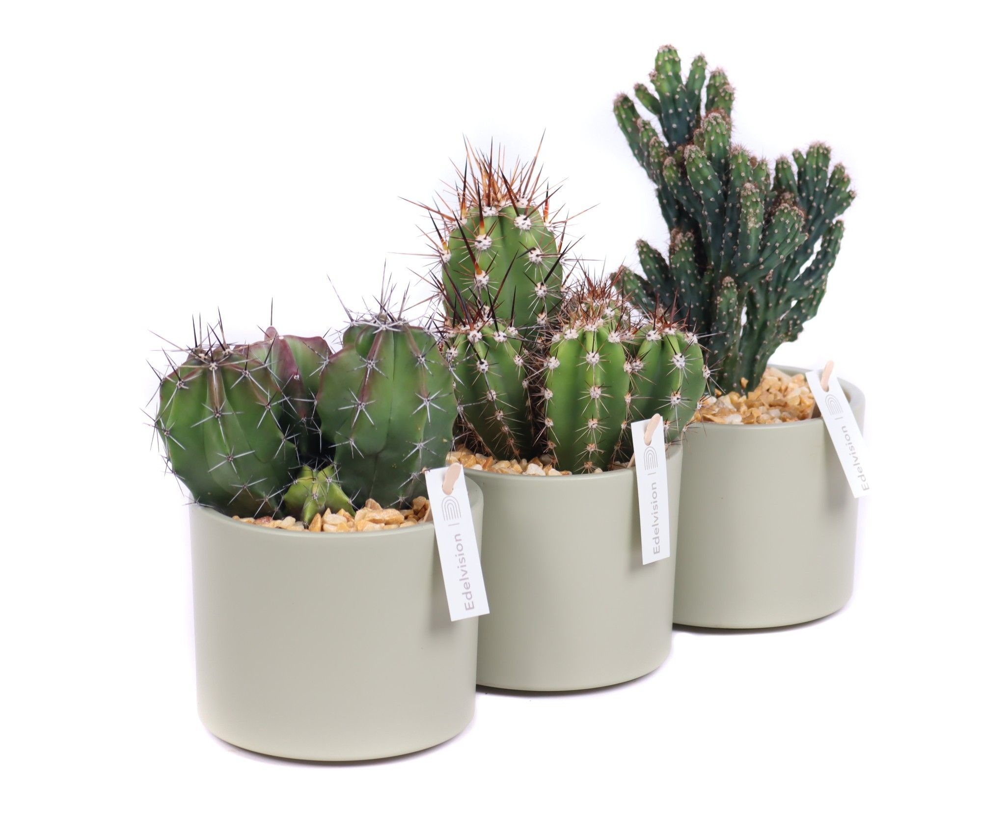Cactus 10,5 cm in light khaki cilinder pot met grind en etiket, D 11