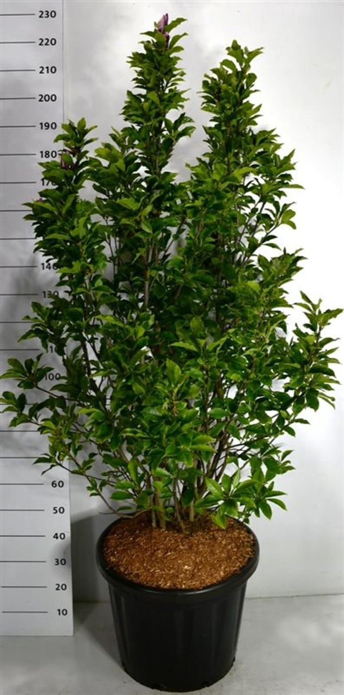 Magnolia 'Susan', D 58