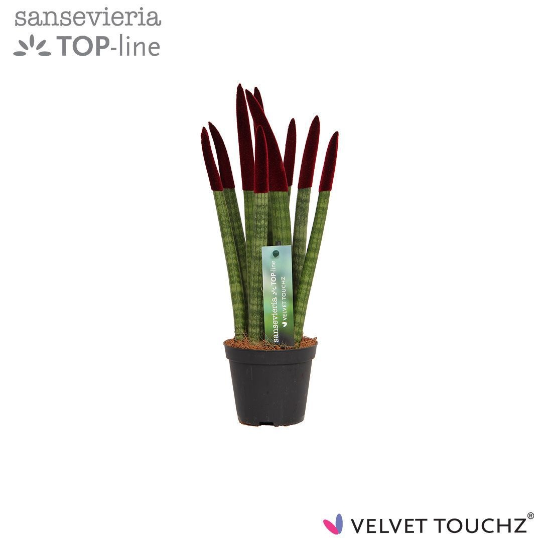 Sansevieria VELVET TOUCHZ® Bordeaux, D 8,5