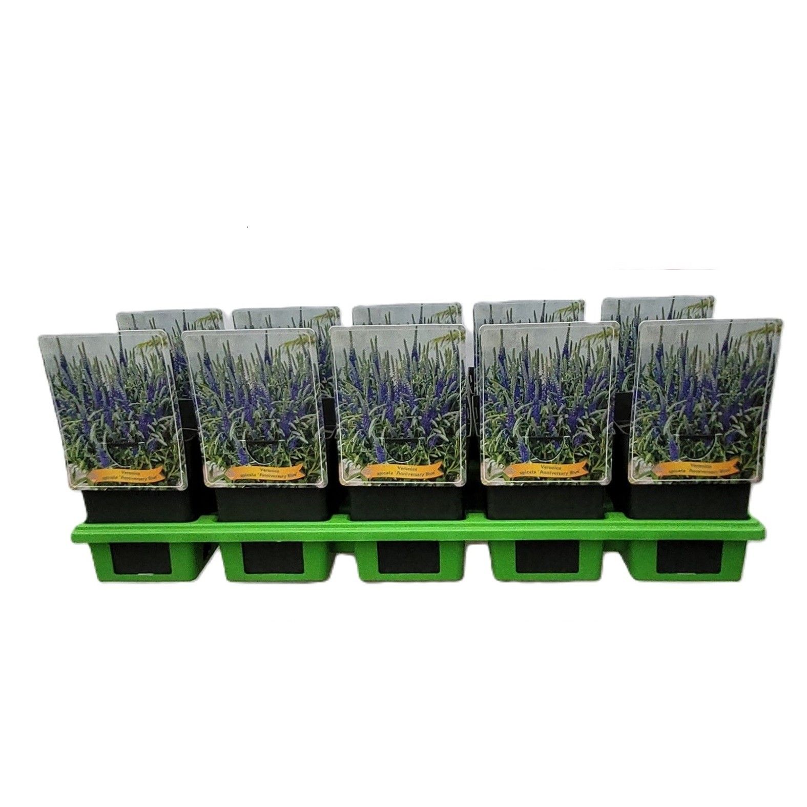 Veronica spicata 'Anniversary Blue' P11, D 11 cm