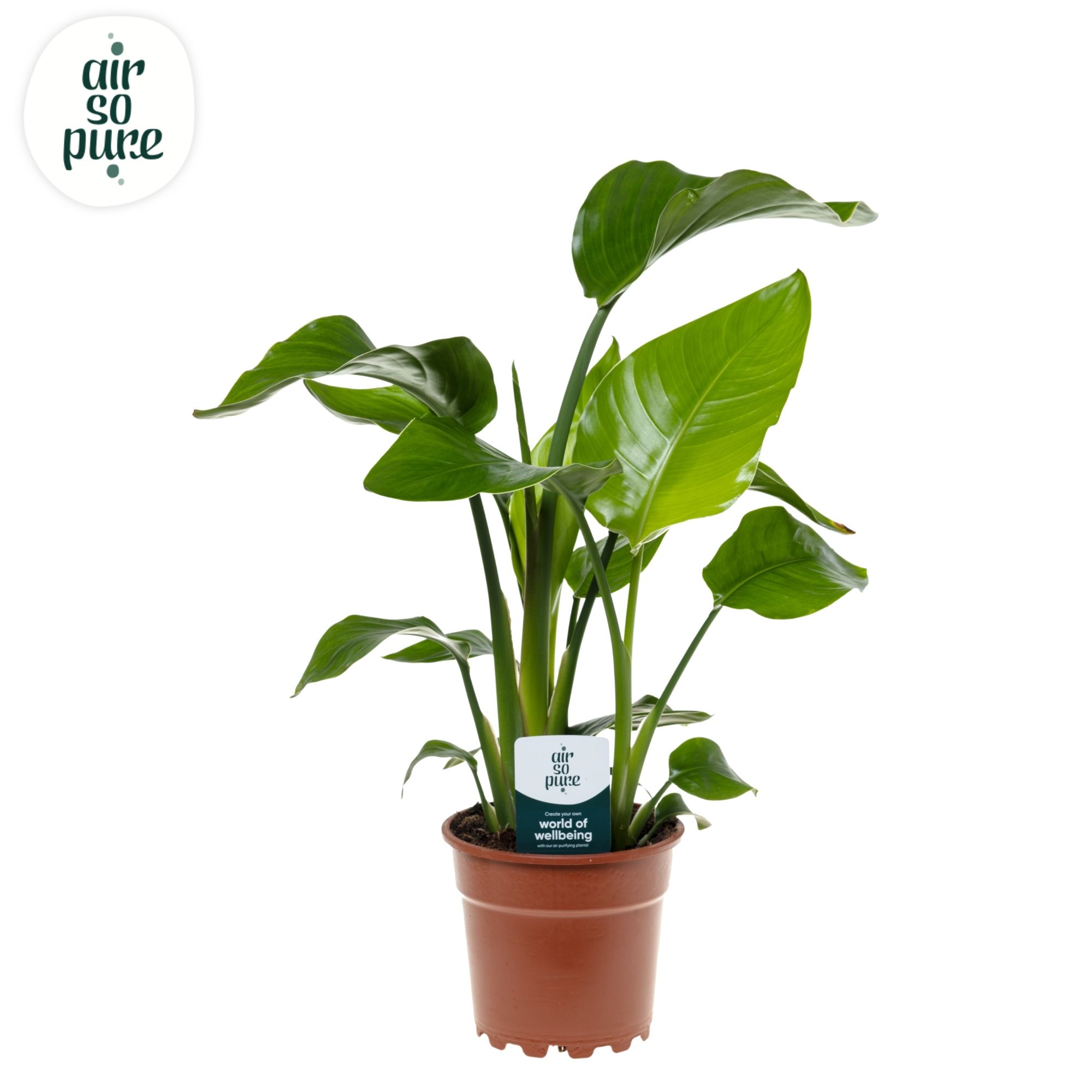 Strelitzia Nicolai p17 Air So Pure, D 17 cm