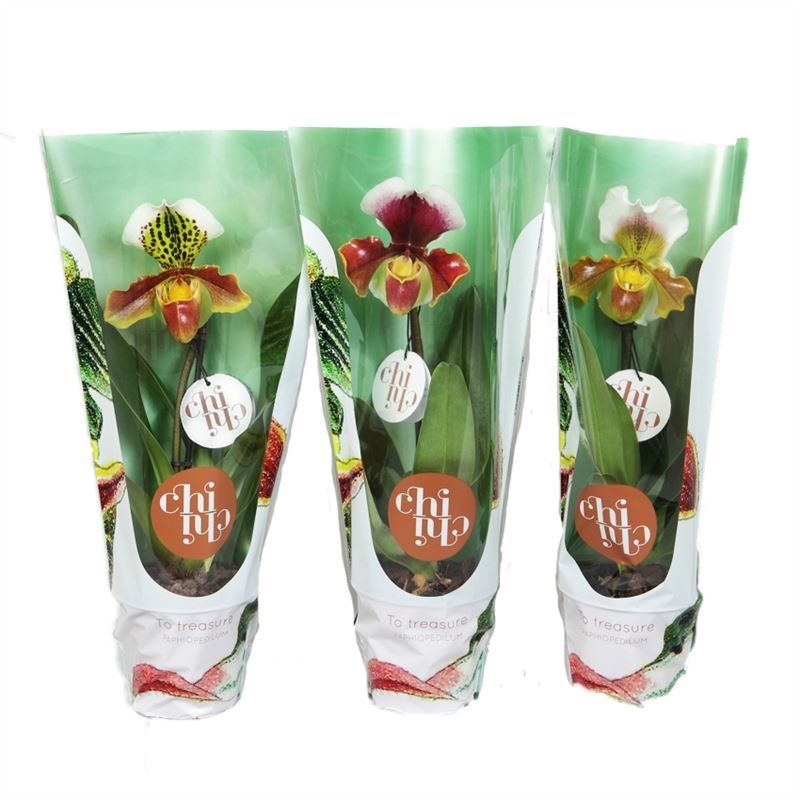 Paphiopedilum p12 USA hybride 1 scheut - ChiChi, D 12 cm