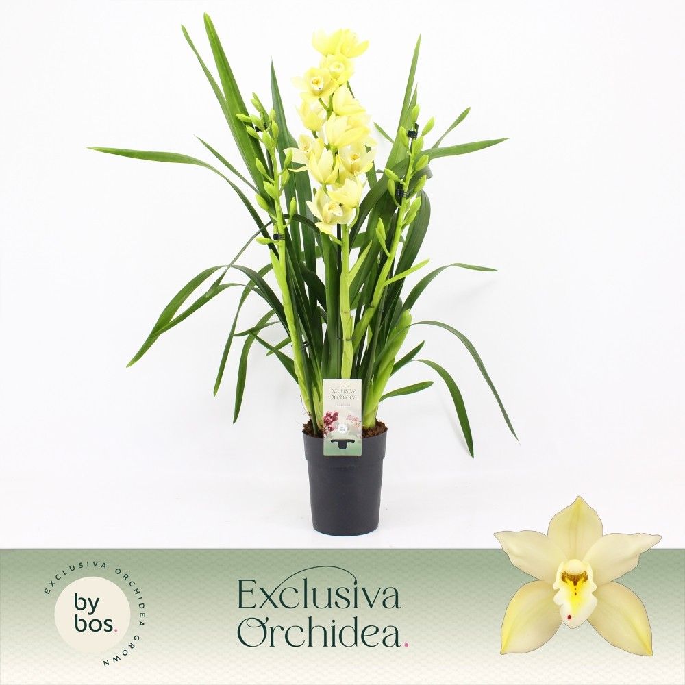 Cymbidium, Paddy 3-spike P14 'Exclusiva Orchidea', D 14 cm