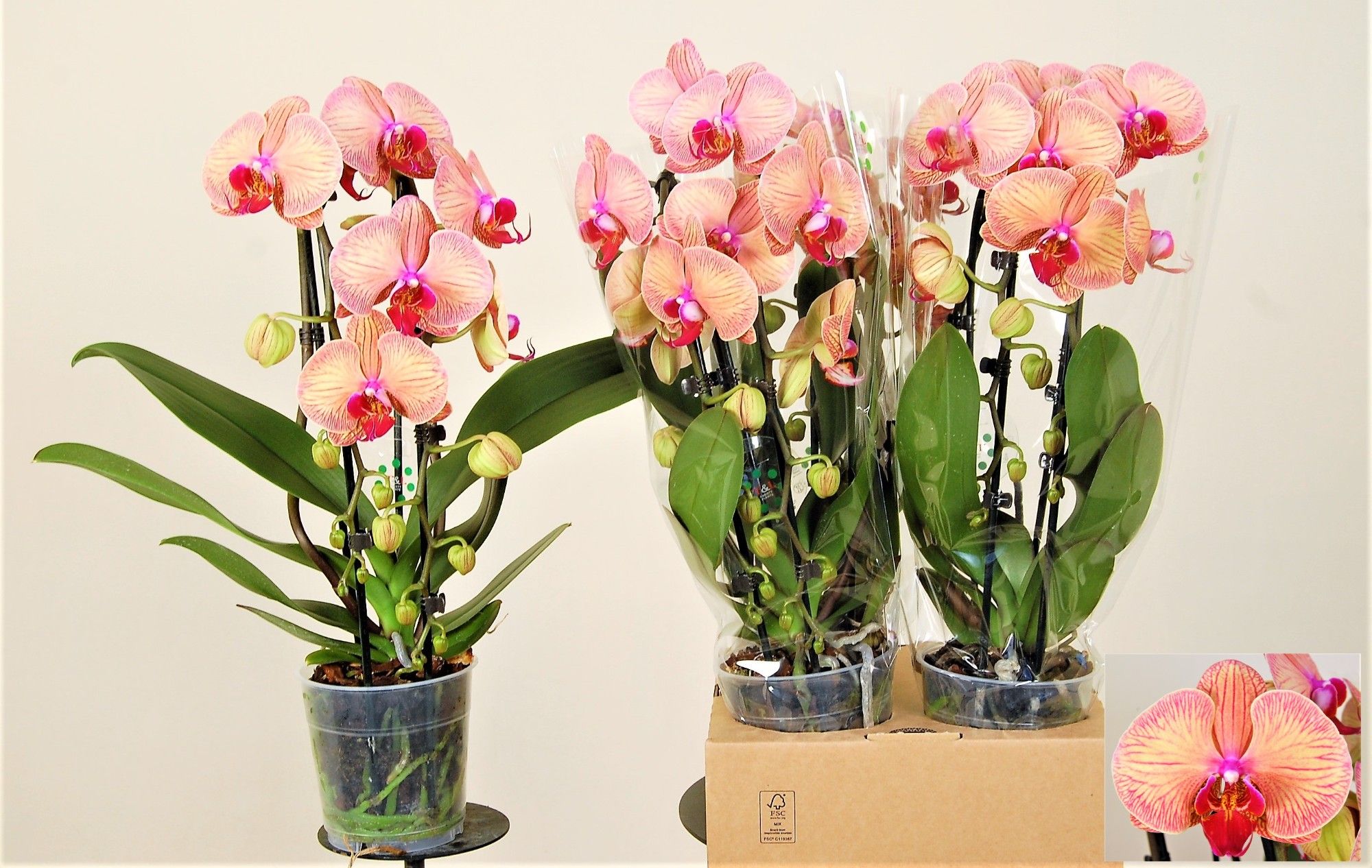 Golden Leopard 2 Tak Cascade, D 12