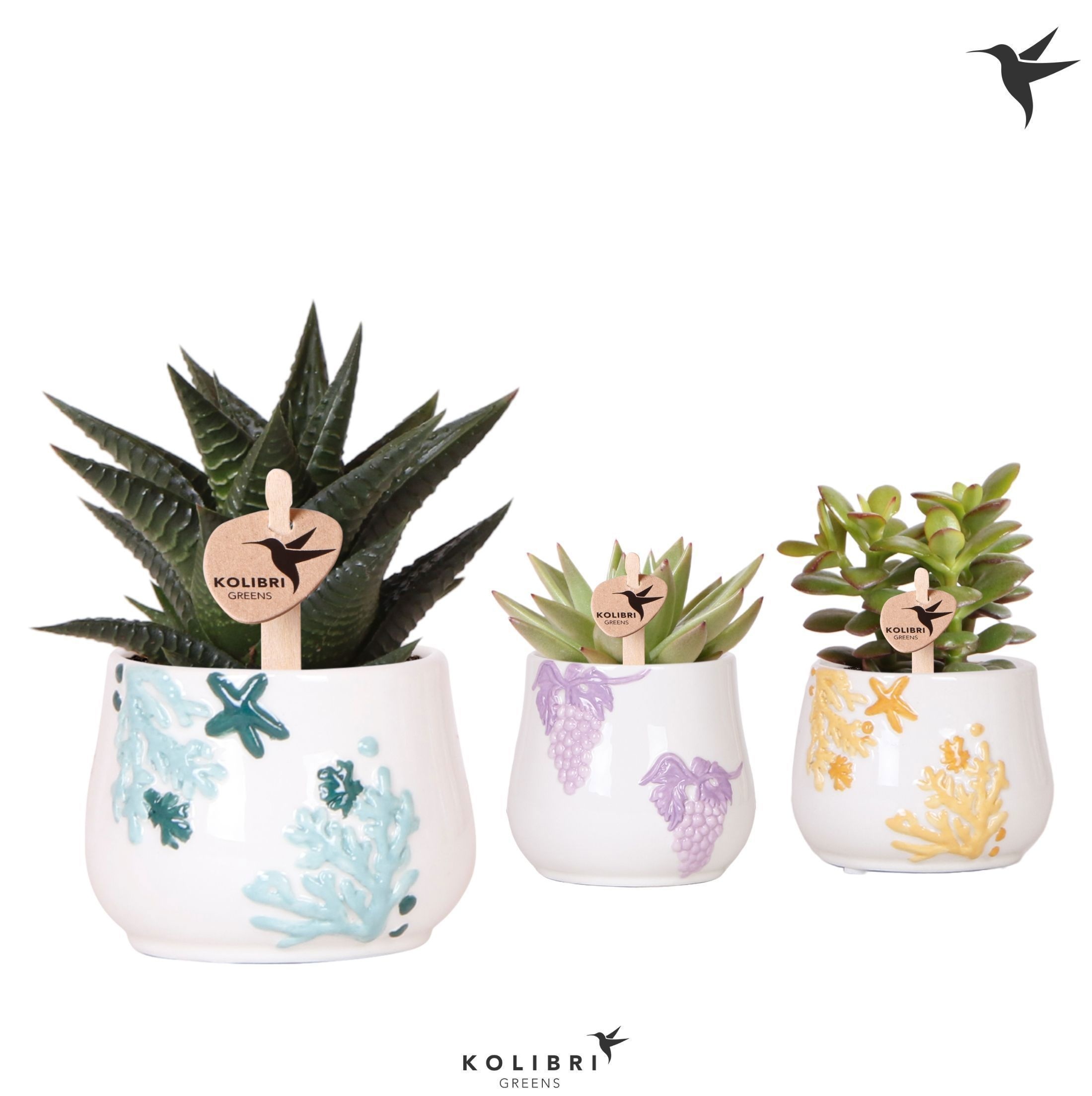Kolibri Greens Succulenten mix in Coral pot mix, D 6
