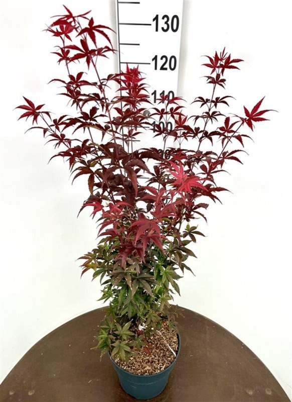 Acer pal. 'Twombly's Red Sentinel', D 32